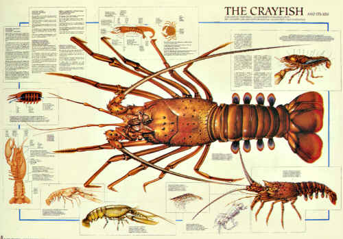 [Image: ac_the_crayfish.jpg]