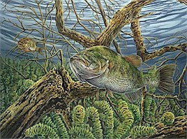 Largemouth Bass and Fallfish - by Curtis Atwater