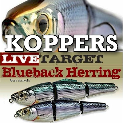 Koppers Live Target Blueback Herring Saltwater Swimbait Slow Sink 3-1/2  Lure