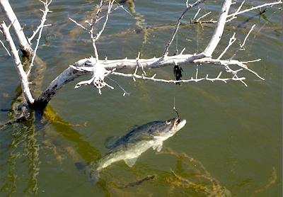 How to Catch Bass on Beds 