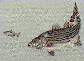 "Striped Bass" - Stephanie Seabrook Hedgepath, designer for Pegasusor Originals, Inc.