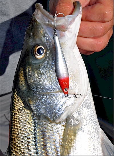 Fishing for Stripers on Lake Powell Utah with Sebile's new lures