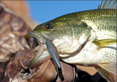 Probass Networks: Retrieving Snagged Lures a Snap