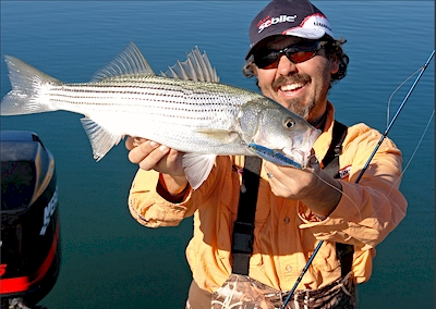 Fishing for Stripers on Lake Powell Utah with Sebile's new lures