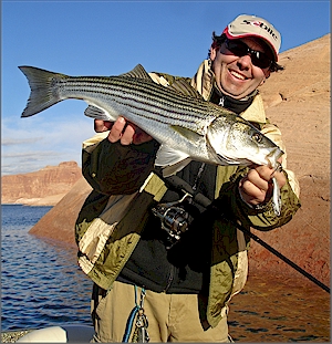 Fishing for Stripers on Lake Powell Utah with Sebile's new lures