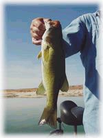 Producer Smallmouth Grub